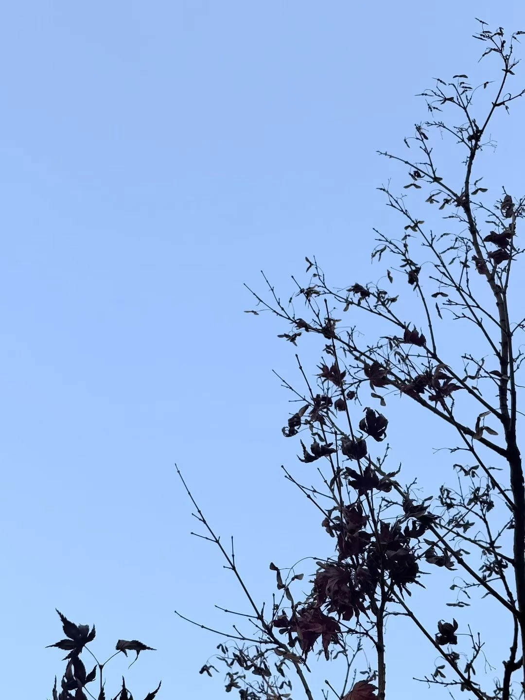 Fine branches silhouetted against a clear pale blue sky