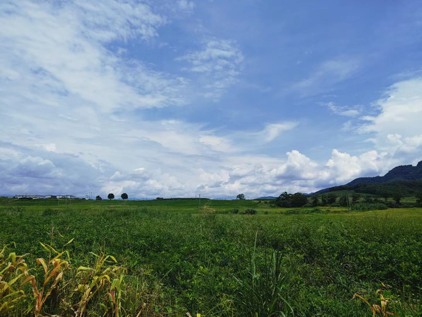 A green meadow beneath a wide cloud-filled sky